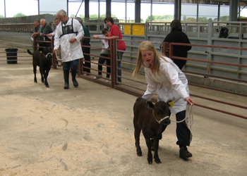 Calf Show Dexters