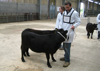 Black Dexter cattle