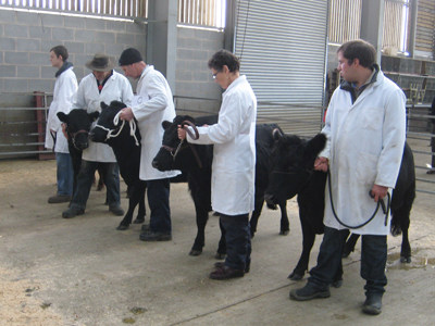 Northern Dexter Calf Show