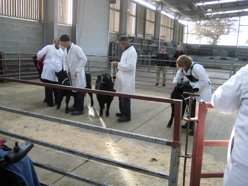 Dexter Calf Show 2012.  Class 1 Line Up.