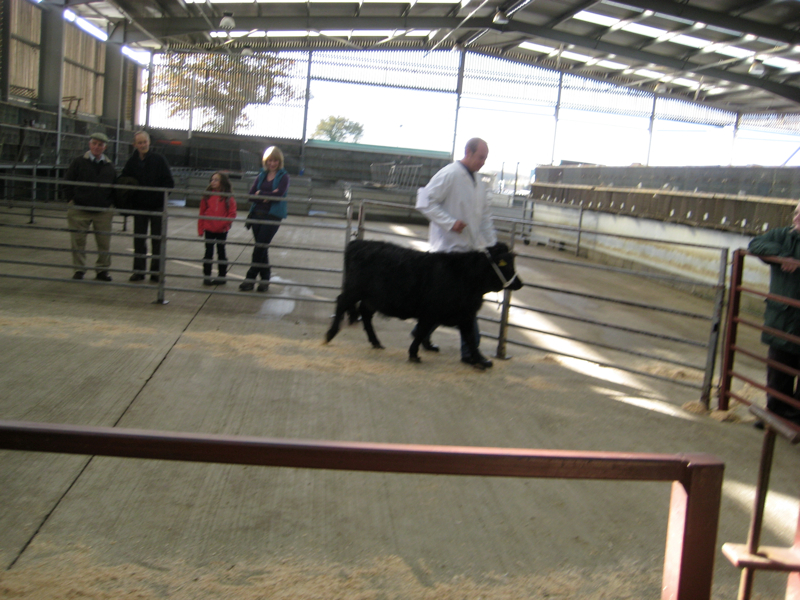 Dexter Calf Show 2012.  Humberside Poppy.