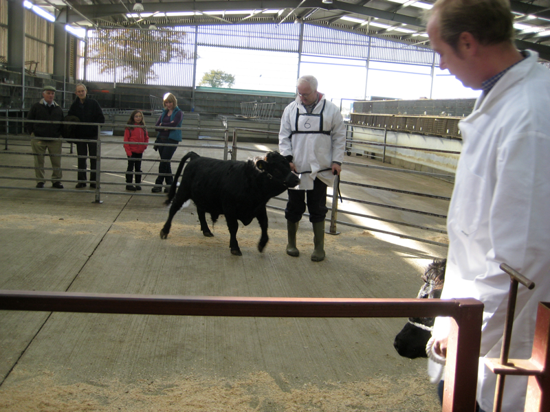 Dexter Calf Show 2012. Humberside Paddison.