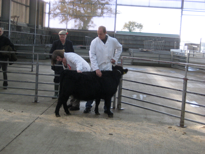 Dexter Calf Show 2012. Judges Inspection.