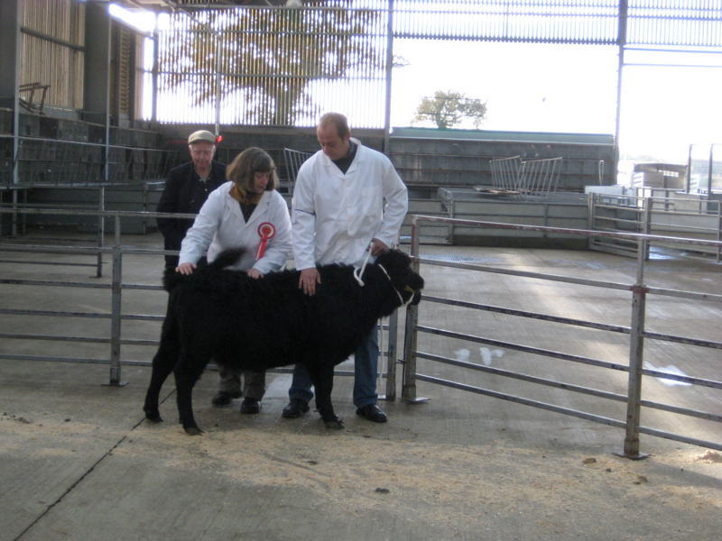 Dexter Calf Show 2012. Judges Inspection.