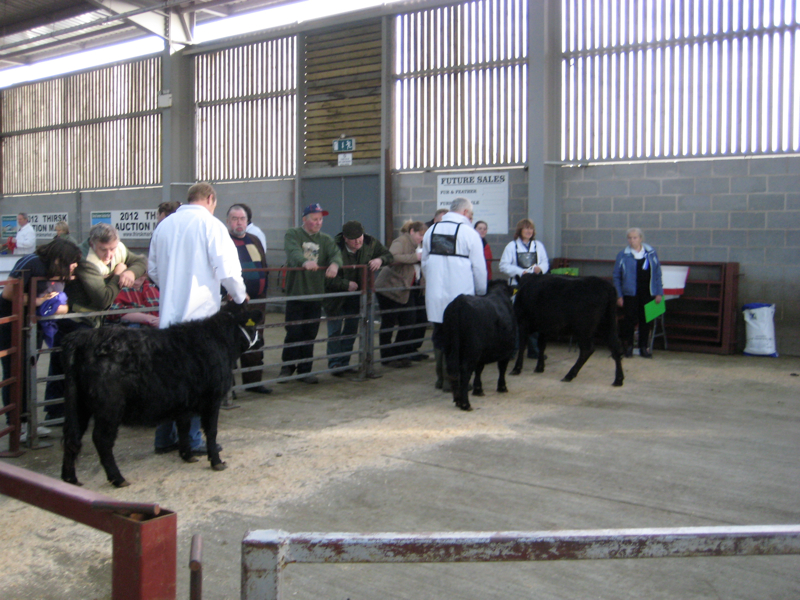 Dexter Calf Show 2012. Waiting their turn.