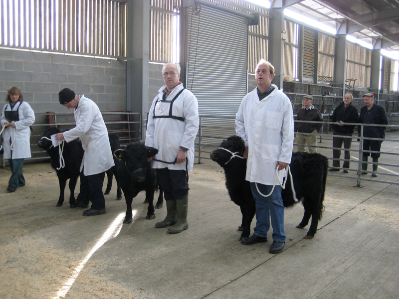 Dexter Calf Show 2012. Class 2 Line Up.