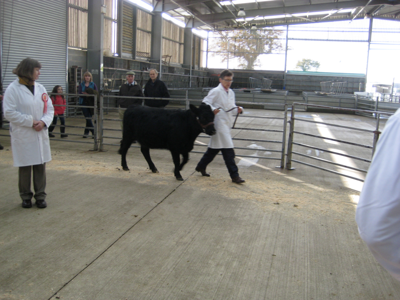 Dexter Calf Show 2012. Reedshaw Black Gem.