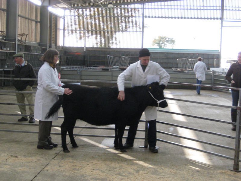 Dexter Calf Show 2012. Nentsberry Petal.