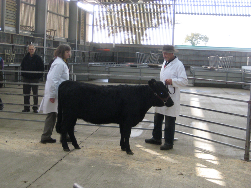 Dexter Calf Show 2012. Reedshaw Blosom II