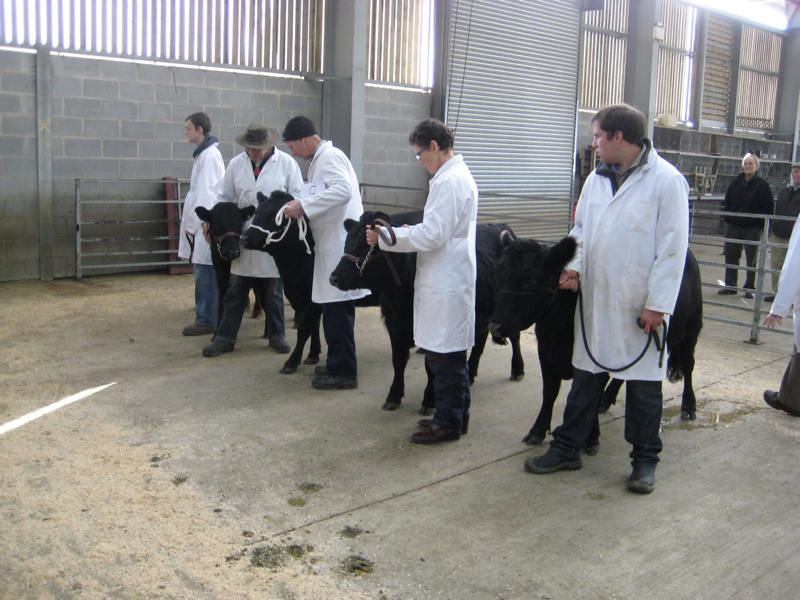 Dexter Calf Show 2012. Class 3 Line Up.