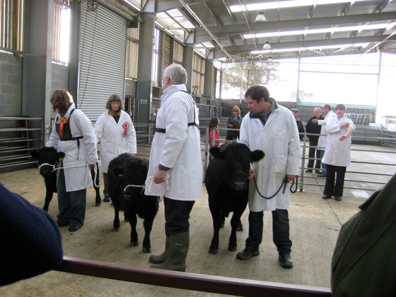 Dexter Calf Show 2012. The Three Finalists.