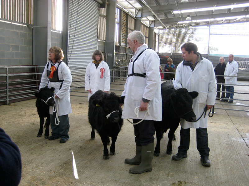 Dexter Calf Show 2012.  The Three Finalists Again.