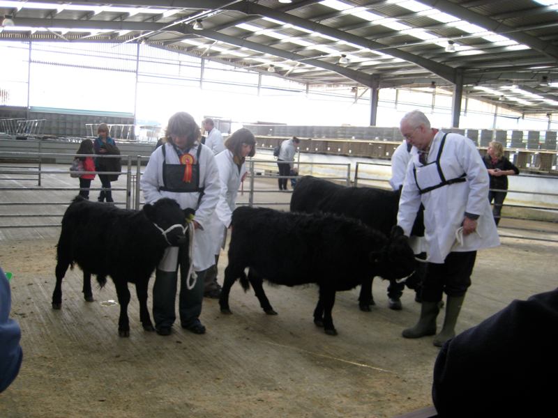 Dexter Calf Show 2012. Judges last look.