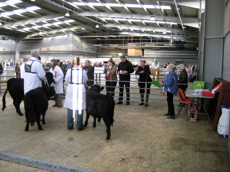 Dexter Calf Show 2012. Judge awards the winner. 