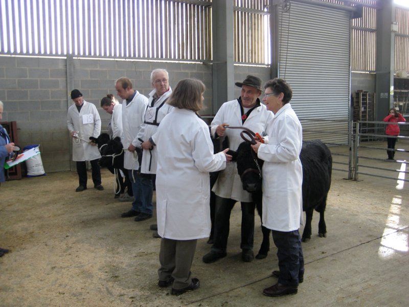 Dexter Calf Show 2012. Class 4 Pairs Line Up.