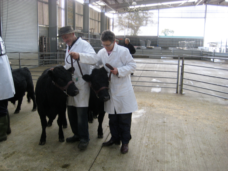 Dexter Calf Show 2012. Pairs Winners.