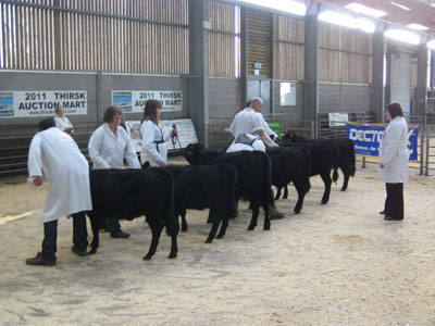 N.E. Dexter Group Calf Show