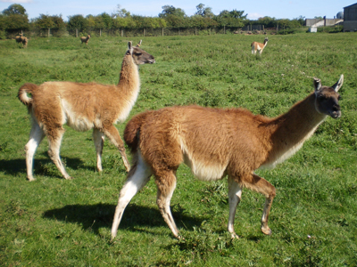 Guanacos