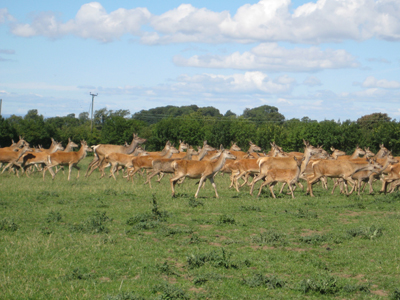 Red Deer