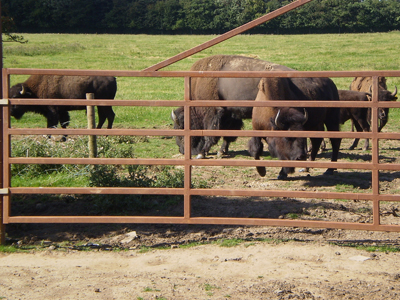 Bison