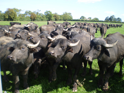 Water Buffalo