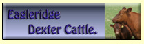 Eagleridge Dexter Cattle