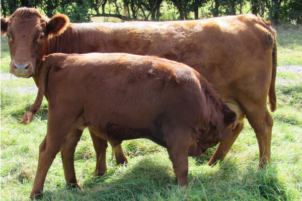 Dexter Cattle for sale