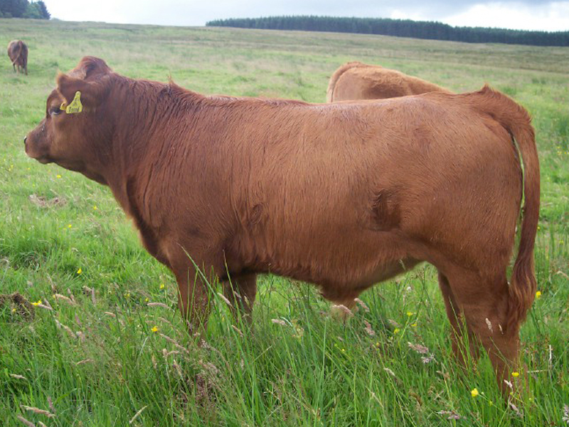 Class 1 Calf under six months 1st. Steer Calf. S & K Darnbrook