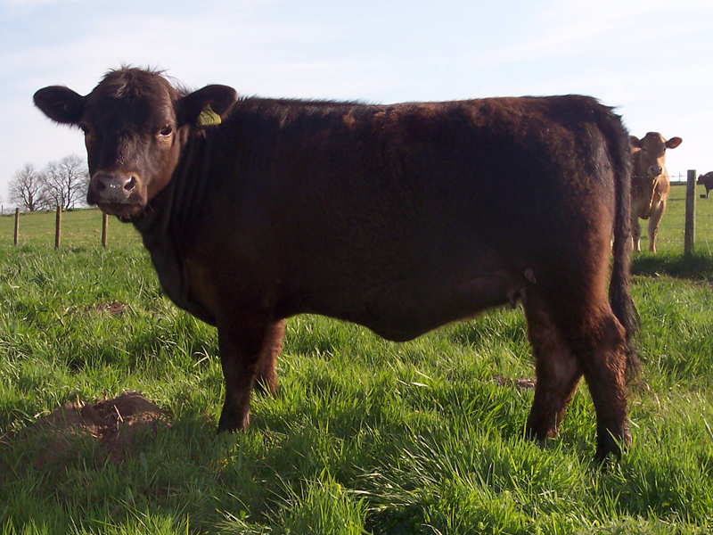 Class 2 Heifer under 24 mths  2nd. Plane Tree Siren.   S & K Darnbrook