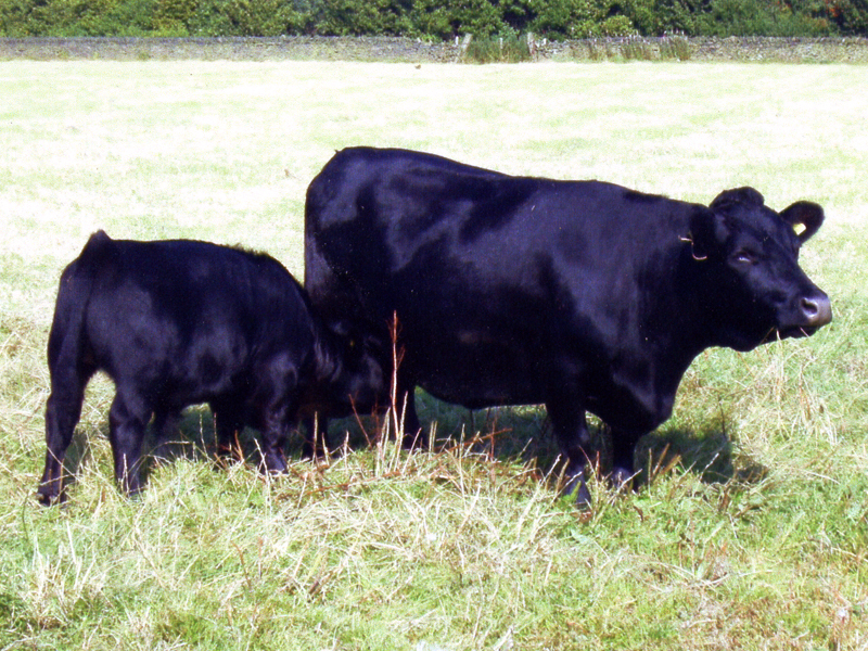 Class 3 Cow    1st. Hill Grove Jemma.     Sheila Sykes 