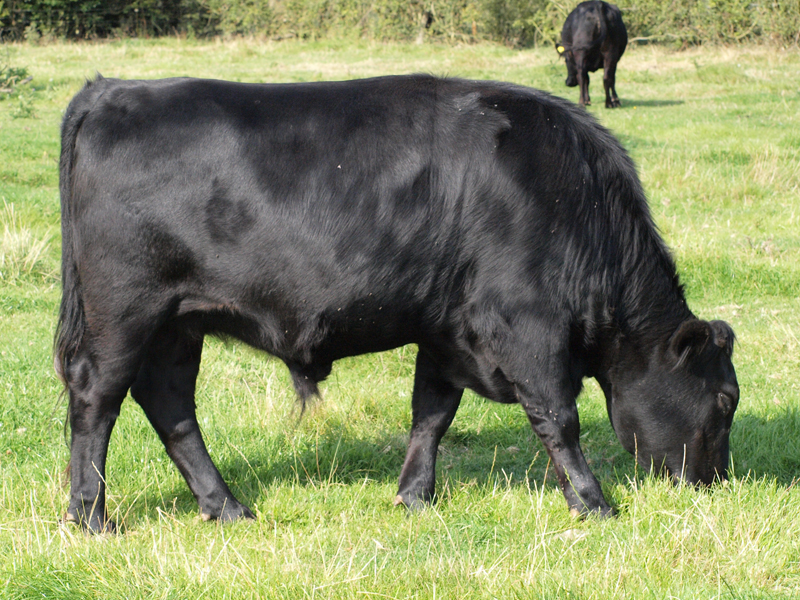 Class 4   Bull or Steer under 24 mths.  1st. Steer   Ann Gates