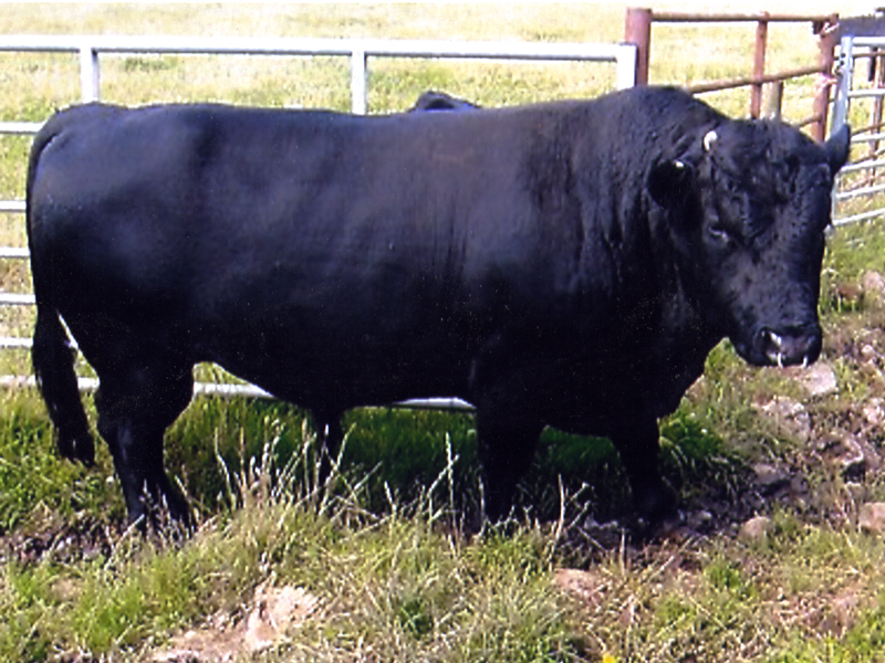 Class 5  Senior Bull   2nd. Windyknowe Florestan    Carol Neilson