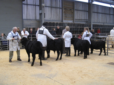 Dexter Calf Show 2018