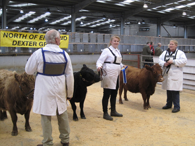 Dexter Calf Show 2018