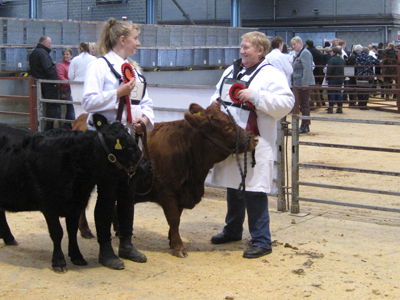 Dexter Calf Show